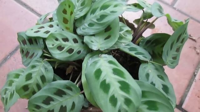 Maranta Leuconeura Bicolor HD