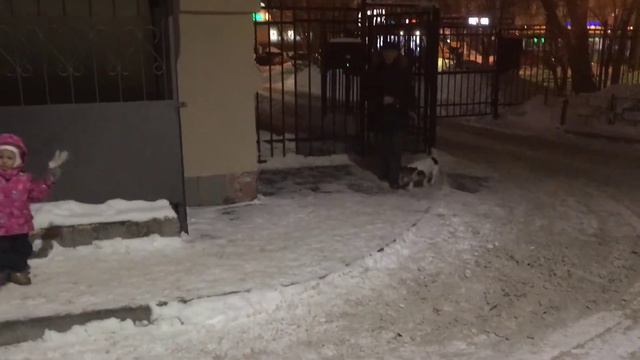 Влог 51 Лабрадор и его реакция на других собак смотреть онлайн