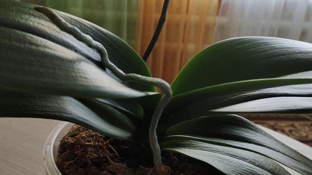 Орхидея Пират Пикоти, особенности, мое наблюдение))) смотреть онлайн