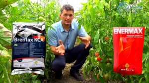Томат. Ускоренный налив плодов.  Применение препаратов Brentax KCa, Enermax в капельное орошение.