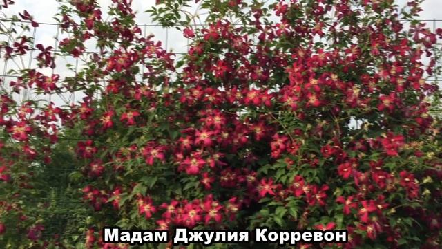 ПРОДАМ саженцы клематисов. ВЕСНА 2020 г. смотреть онлайн