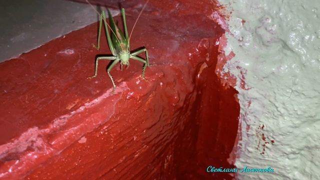 Зверюга в подъезде! Саранча или Богомол…? Что это за насекомое? смотреть онлайн