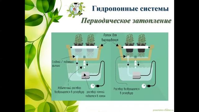 Технология гидропоники в детском саду смотреть онлайн
