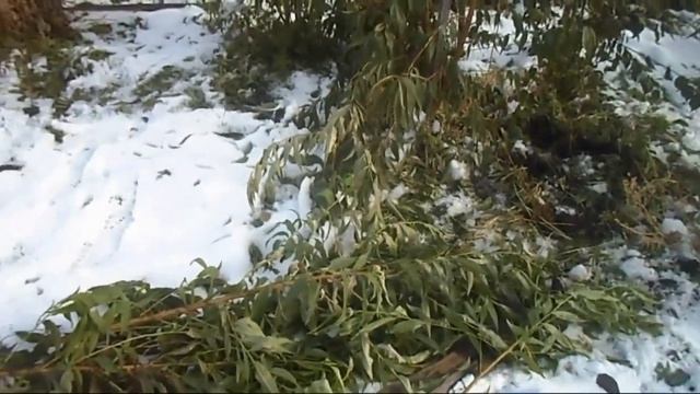 Железов Валерий О персике Шлихта смотреть онлайн