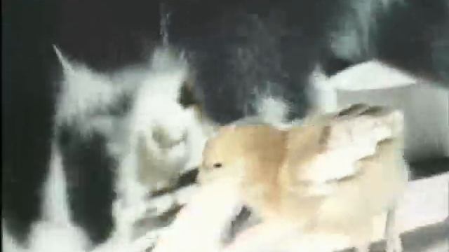 думают ли животные смотреть онлайн