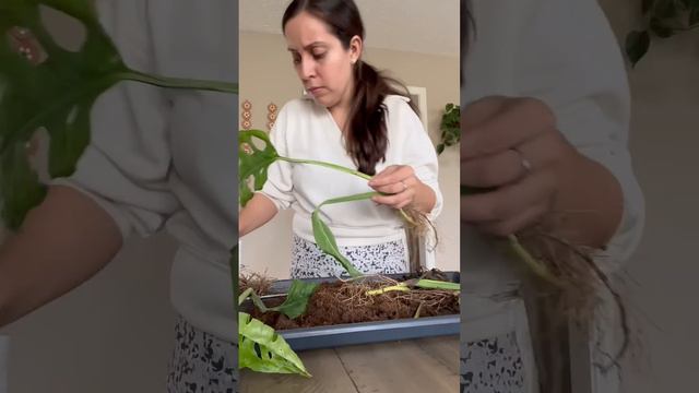 Some tips if you want to rescue plants #monsteraadansonii #plantcaretips #plantlovers смотреть онлайн