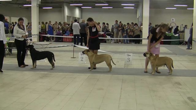 Белые Ночи 2011 2хCACIB Russia St Petersburg (Сравнение на ЛС CACIB)