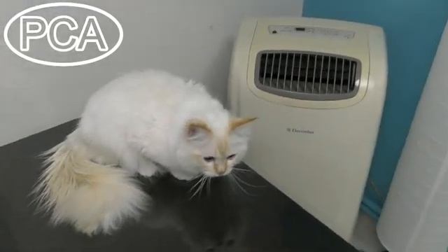 Священная бирма кот ред-пойнт. Выставка кошек PCA on-line. смотреть онлайн