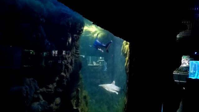 Акулы красноярска смотреть онлайн
