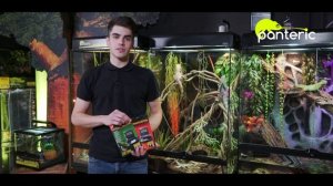 Содержание плащеносной ящерицы