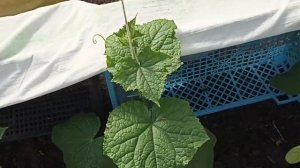 Хороший проверенный огурец на сезон 2024 Огурец Кураж F1