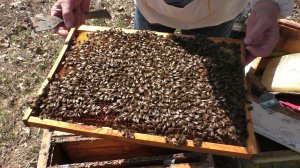 ЧТО ПЧЕЛАМ ВАЖНО  ВЕСНОЙ.