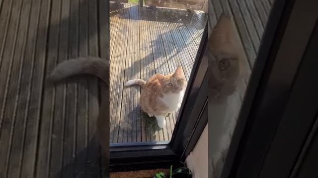 Вертикальное видео смотреть онлайн