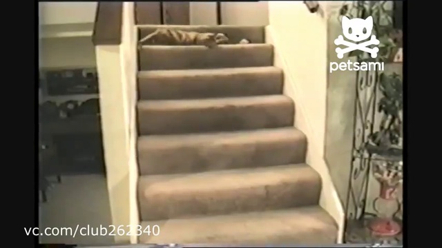 Кот-игрун, кот-падун смотреть онлайн