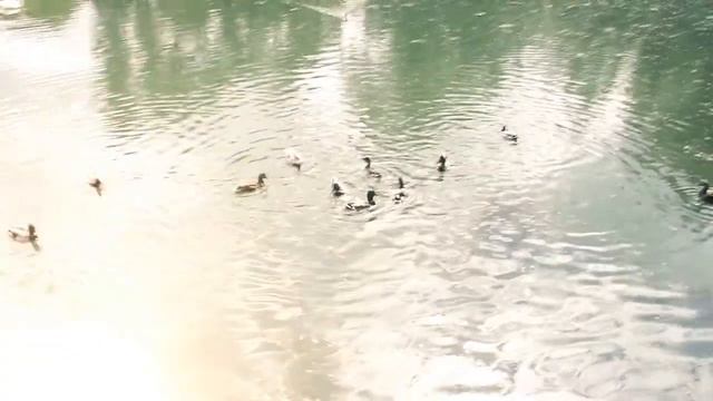 Кормим уточек в зоопарке ^_^ смотреть онлайн