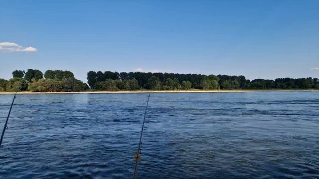 Ловим судака и угря на бычка. Угорь 66 см на бычка. Рыбалка на угря на реке Рейн. Рыбалка в Германи смотреть онлайн