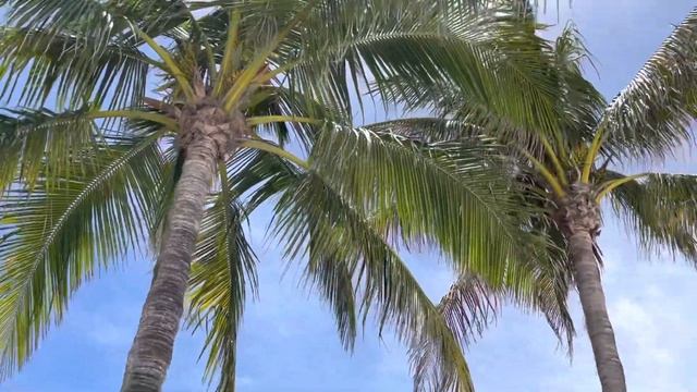 The greatest tropical plant! The Coconut Palm! Cocos nucifera. смотреть онлайн