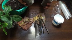 Инжир. Из тряпочки в грунт. Укоренение черенков.