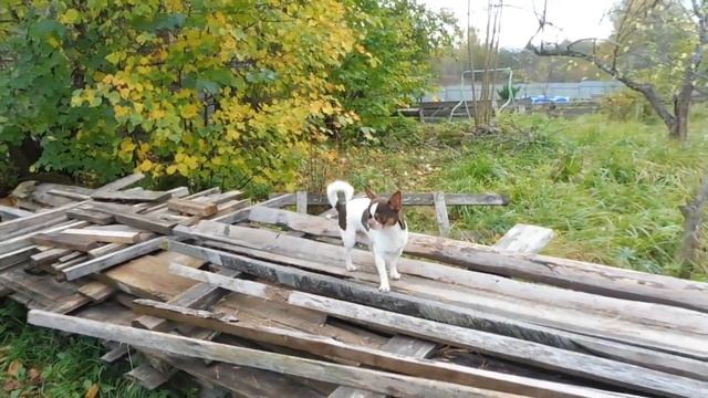 #ЧИХУА ПРИМЕТЫ СВЯЗАНЫЕ С ОКРАСОМ СОБАК#ПРОДАЮ ЩЕНКА ЧИХУА #ПИТОМНИКМАРИМИСТИК#куплючихуапродающенк смотреть онлайн