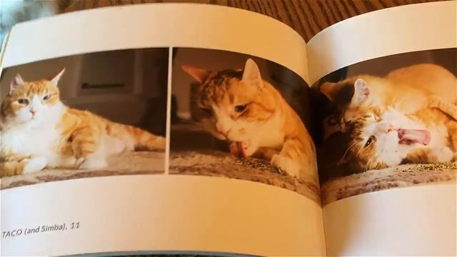 Shop Cats of New York and Cats on Catnip Review | Cat Chat with Heidi смотреть онлайн