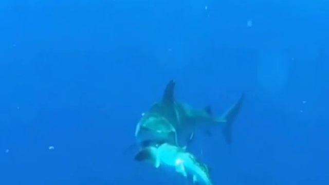 Huge Tiger Shark Eats Smaller Shark смотреть онлайн