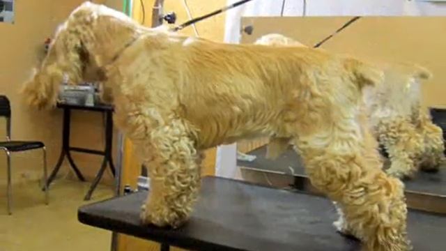 ГРУМЕРСКИЙ САЛОН В ДНЕПРОПЕТРОВСКЕ. ДО И ПОСЛЕ смотреть онлайн