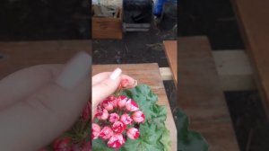 Пеларгония Виктория Андреа