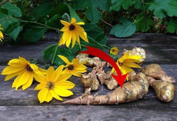 Простое растение, но мощное лекарство топинамбур