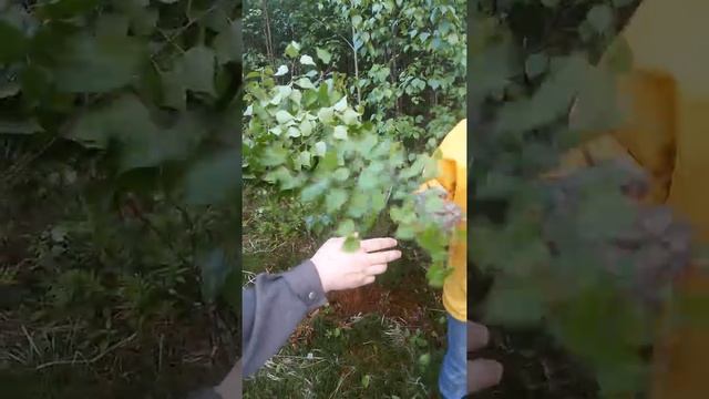 Как сделать веник для бани смотреть онлайн