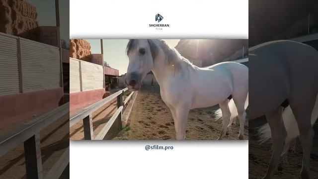 Испанские лошади - Spanish horse, commercial смотреть онлайн