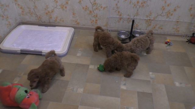 Щенки миниатюрного/той пуделя. д. р. 18.05.2018 г., 08.07.2018