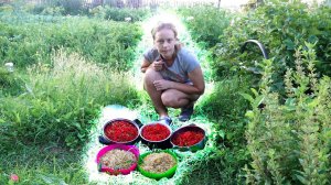 УРОЖАЙ ПОРАДОВАЛ. СЛАДОСТИ ПОКУПАТЬ БОЛЬШЕ НЕ БУДЕМ. ЗАШИЛИ СТЕНУ В ДОМЕ.