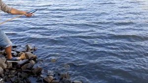 КАК ЛОВИТЬ РАКОВ. ГДЕ живут ОБИТАЮТ РАКИ. Ловля раков на РАКОЛОВКИ. ПЕРЕМЕТ.