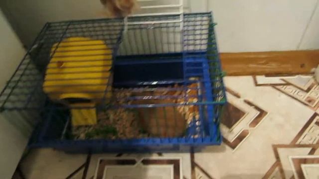 Хищный хомячок смотреть онлайн