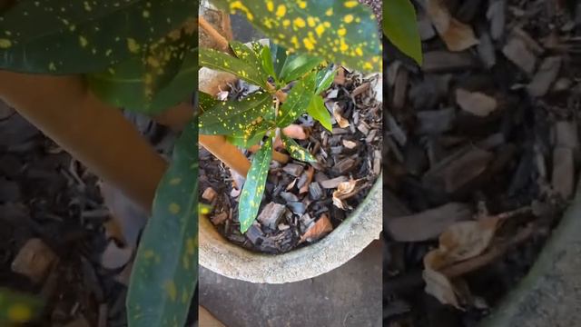 Cultivo e variedade de crotons смотреть онлайн