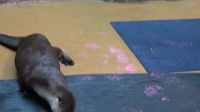 River Otter 2 смотреть онлайн
