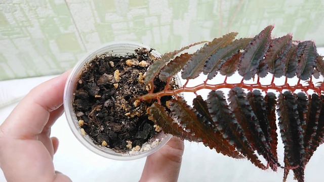 Begonia pteridiformis red form. Продажа. смотреть онлайн