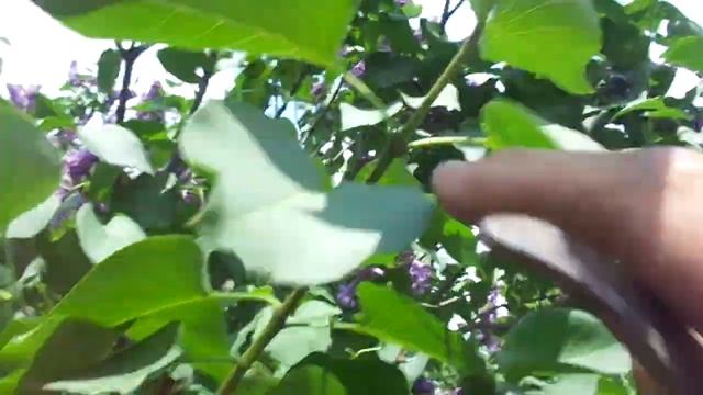 Сирень . Как правильно делать Обрезку Сирени после её цветения. смотреть онлайн