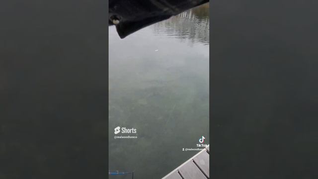 Why You NEED to Fish THIS🤔 смотреть онлайн