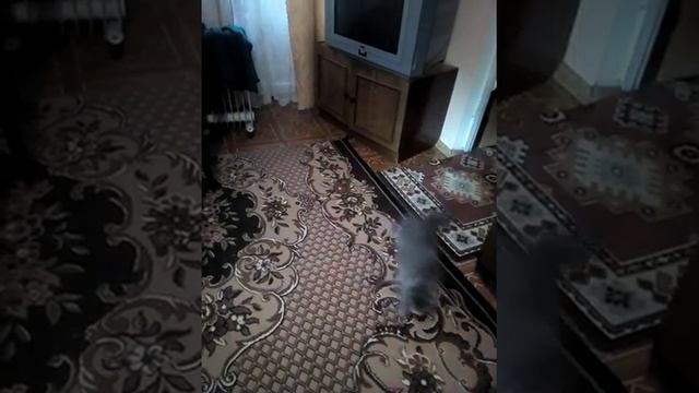 Котенок-Юла или как напоить кота смотреть онлайн