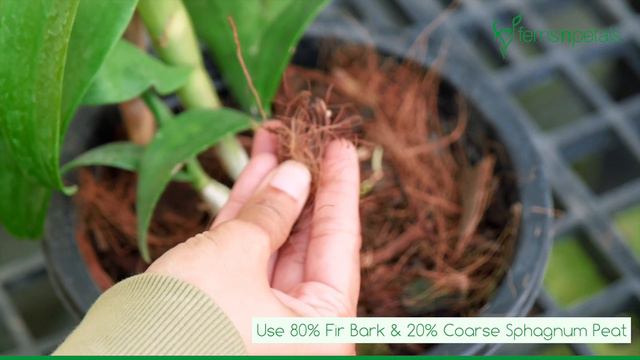 #HappyCorners - White Phalaenopsis Orchid Plant Care Guide by Ferns N Petals смотреть онлайн