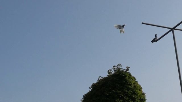 Pigeons / Tauben / Мои голуби / Germany / конец августа 2017 / Гоняю голубей, прилетал ястреб..2 смотреть онлайн