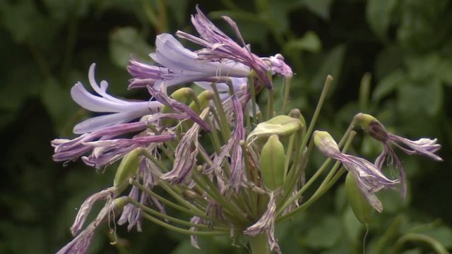 SONY EX3 Kamera, Nikon ED Nikkor 70-300mm 1:5-5.6D At 300mm