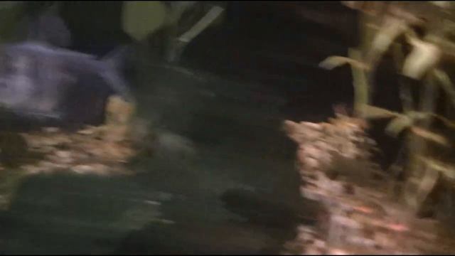 Hasemania nana 2 смотреть онлайн