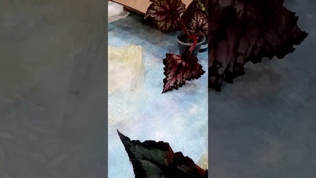 Моя посылочка с бегониями и не только. смотреть онлайн