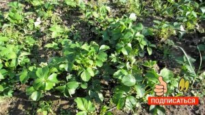 Клубника из СССР. Сорт клубники Виктория. Обзор 40-летнего сорта клубники из СССР.