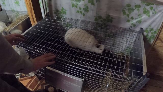 Это НЕ шутка! МОНИКА оказывается МОНАРХ (Моня)! / Как отличить кролика самца от самки / Мари Мистик смотреть онлайн