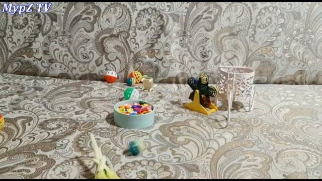 ГОВОРЯЩИЙ ПОПУГАЙ ВОЛНИСТИК / НАШИ ПИТОМЦЫ #2 смотреть онлайн