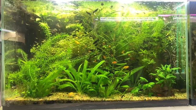 Основные болячки живородящих рыбок и как их лечить и выявлять ?