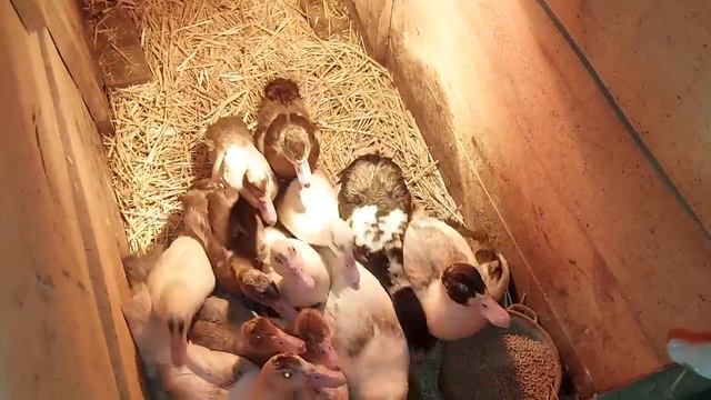 наконец то дошли руки! поросята подростают)) смотреть онлайн